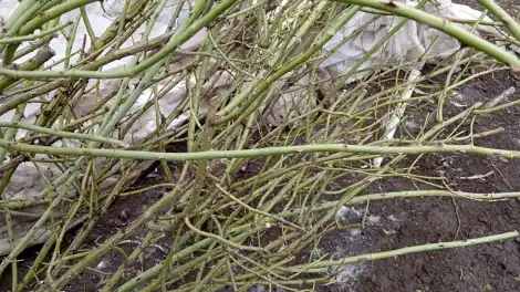 Когда весной убирать укрытие с роз: сроки, погода и важные правила - НТР 24