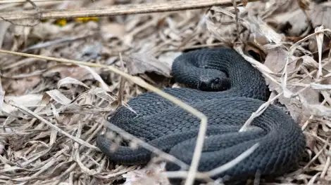 Осторожно, змеи! В Нижнекамске заметили массовое пробуждение пресмыкающихся - телеканал НТР 24