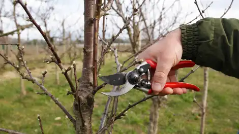 Когда делать весеннюю обрезку деревьев и кустарников: точные сроки и главные исключения - телеканал НТР 24
