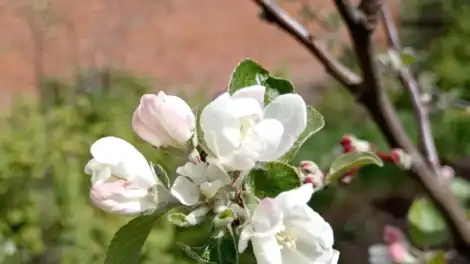 яблоня цветет