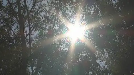 листва и жаркое летнее солнце