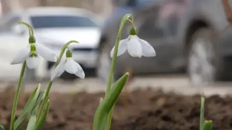 Жители Нижнекамска расчистили газоны и освободили первоцветы - телеканал НТР 24