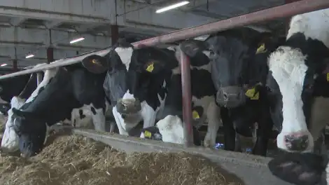 Татарстан стал лидером ПФО по молоку в 2025 году - телеканал НТР 24