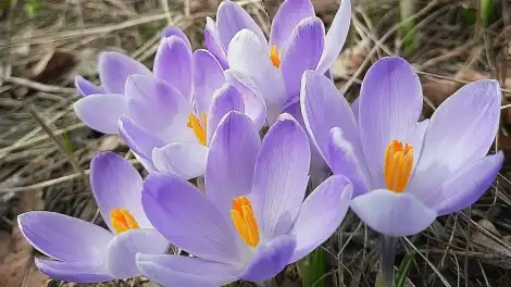 Заморозки ночью и жара днем: синоптики Татарстана дали прогноз на конец рабочей недели - НТР 24