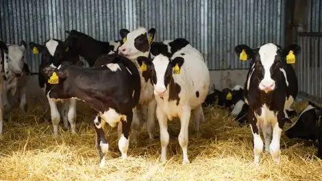 Минсельхозпрод РТ объявил о приеме заявок на возмещение части затрат для ЛПХ - телеканал НТР 24