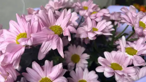 В 2025 году татарстанские цветоводы собрали более 6,4 миллиона срезанных цветов - телеканал НТР 24