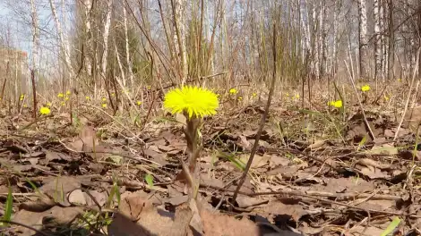 Потепление до +14 придёт в Татарстан в последнее воскресенье апреля - телеканал НТР 24