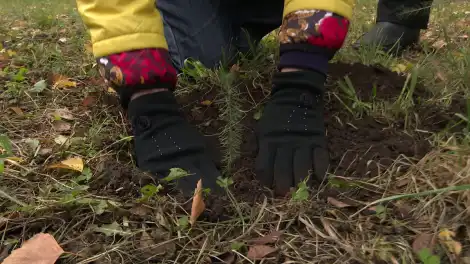В Татарстане высадят деревья в память о героях войны и СВО - телеканал НТР 24