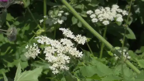 Борщевик ударит по кошельку: владельцев земли в Татарстане ждут штрафы до 700 тысяч рублей - телеканал НТР 24