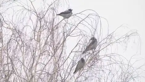 «Глаза не выклюют, но напугают»: профессор предупредил татарстанцев о поведении птиц весной - телеканал НТР 24