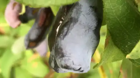 Чем подкормить жимолость весной для большого урожая: схема удобрений, польза ягод и советы по выращиванию - телеканал НТР 24