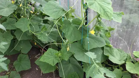 Как правильно перенести рассаду огурцов в теплицу: пошаговая инструкция от А до Я - телеканал НТР 24