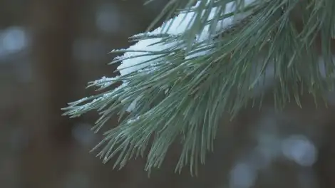 Снег вернётся в Татарстан в начале апреля - телеканал НТР 24