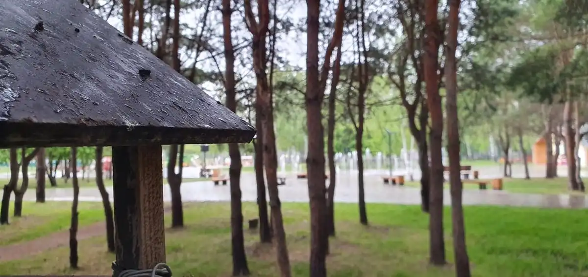 Хвойная опушка в парке Семья Нижнекамска