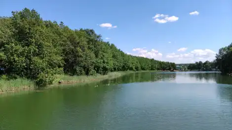 деревья озеро река