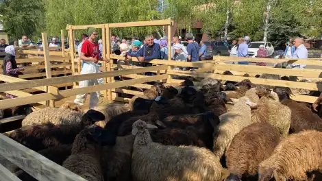 бараны на курбан-байрам