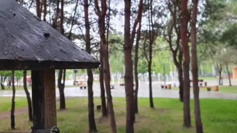 Хвойная опушка в парке Семья Нижнекамска