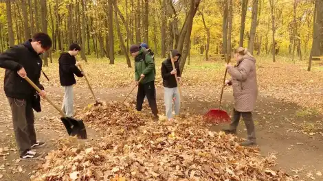 люди убирают листву граблями