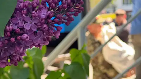 сирень цветёт