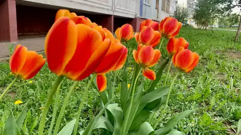 Тюльпаны во дворе дома в Нижнекамске