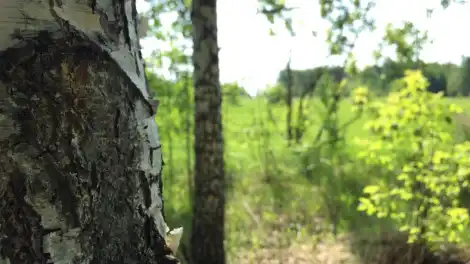 деревья в парке