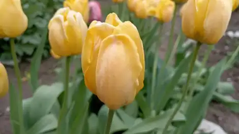Желтые тюльпаны расцвели на клумбе