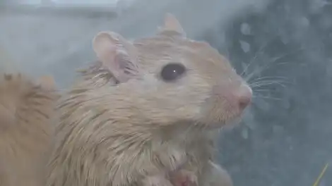рыжая мышка