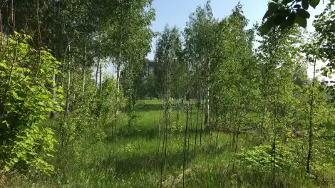 лес