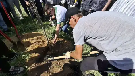 люди высаживают дерево