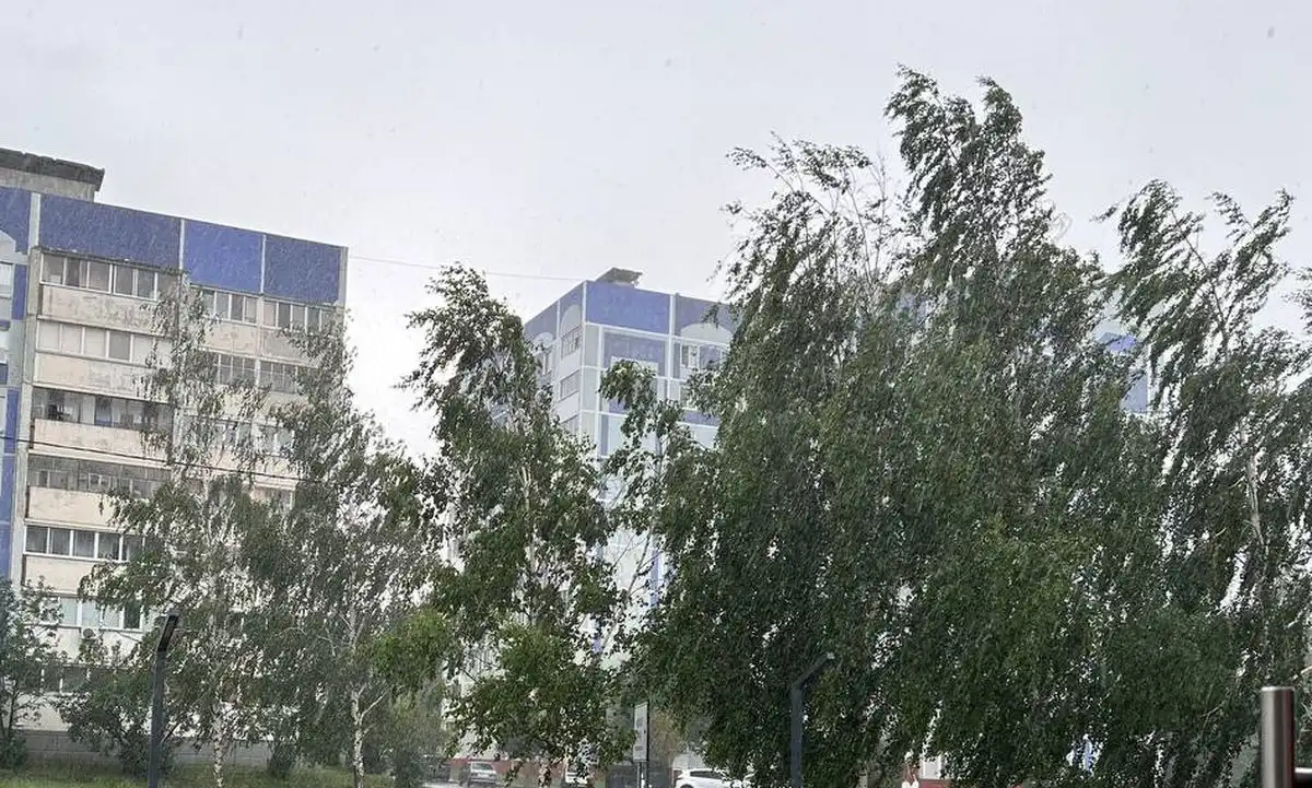деревья на ветру летом, дождь