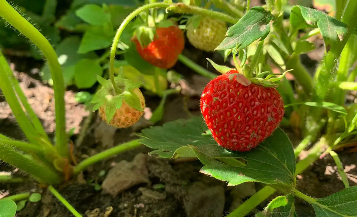 Спелая клубника на кустике