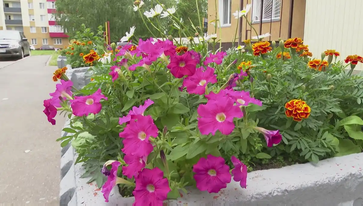 петунии в клумбе в Нижнекамске