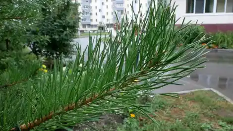 мокрая ветка сосны после дождя