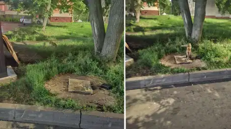 лиса во дворе Гагарина 35 в Нижнекамске