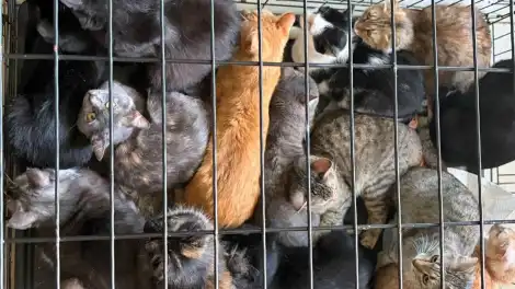кошки в клетке