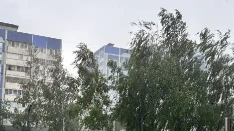 деревья на ветру летом, дождь