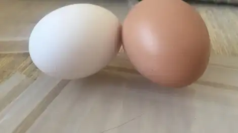 яйца