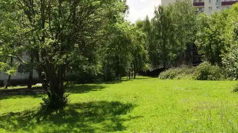 поляна с деревьями летом в Нижнекамске