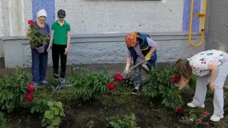 высаживают цветы у дома