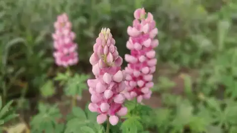 Розовые люпины в саду
