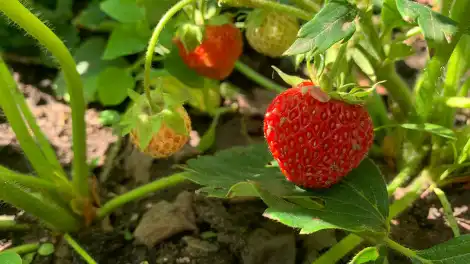 Спелая клубника на кустике