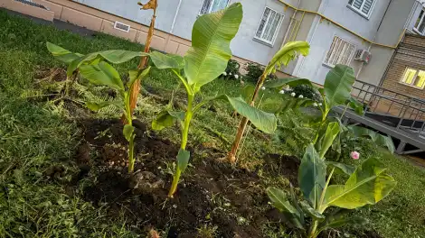 Пальмовая плантация во дворе дома на Табеева в Нижнекамске