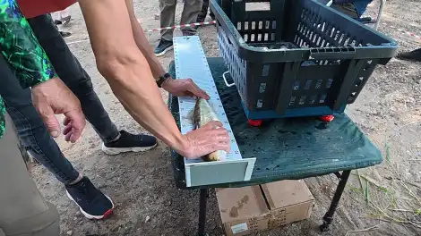 рыба