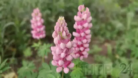 розовые цветы