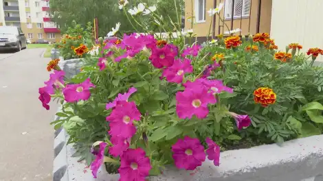 петунии в клумбе в Нижнекамске