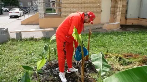 Нижнекамец выращивает бананы