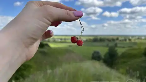 веточка земляники с ягодами в руке