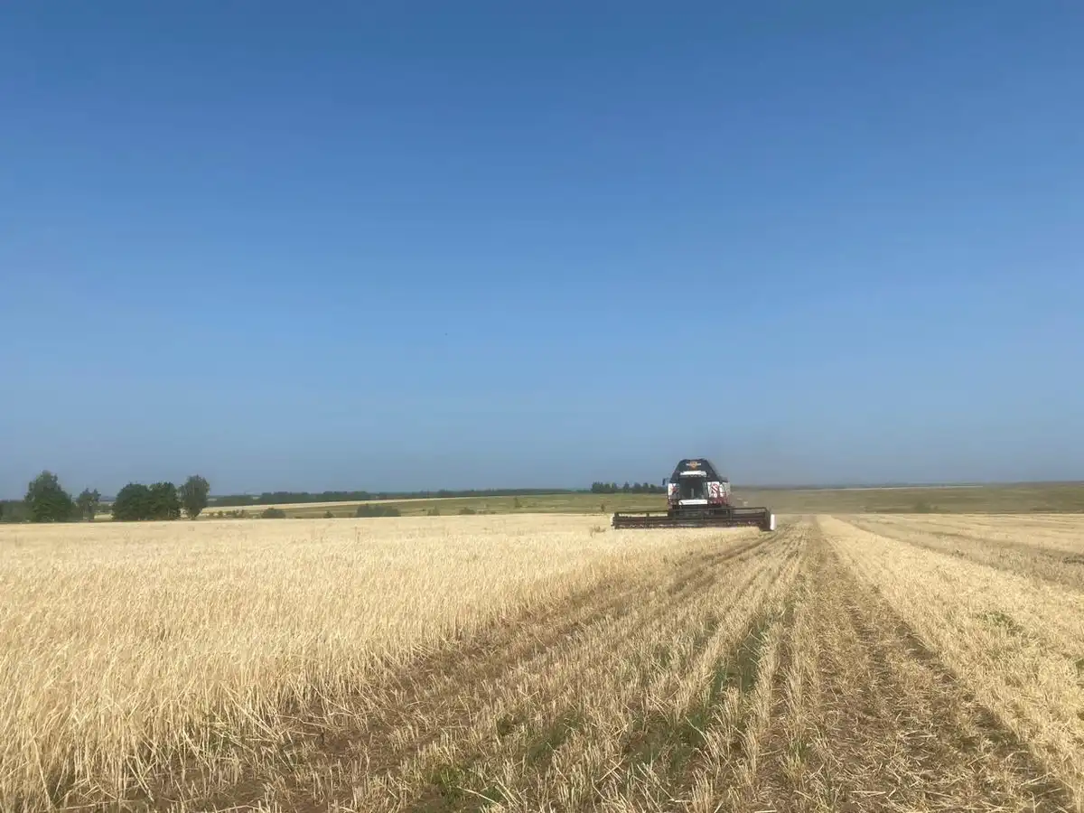 уборка в поле зерновых