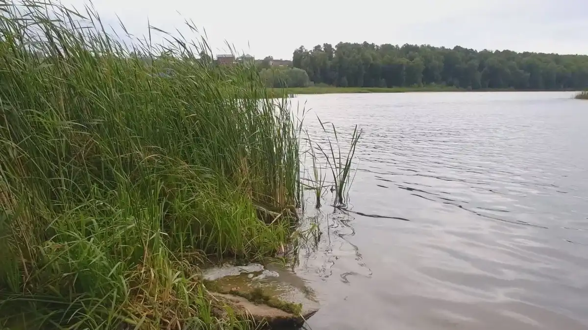 озеро с растениями на берегу