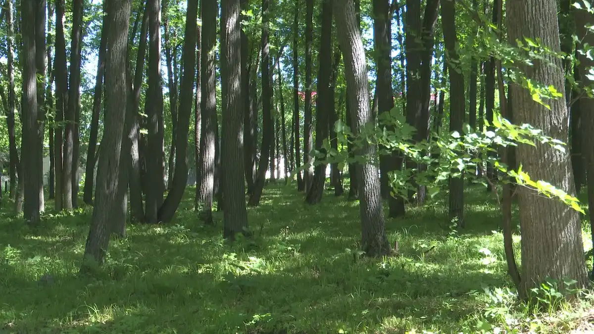 лес лето